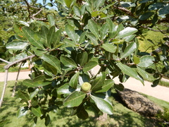 Quercus mohriana
