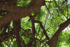 Cyanistes teneriffae teneriffae