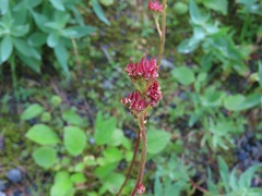 Leptarrhena pyrolifolia