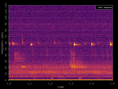 Pipistrellus pygmaeus