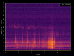 Pipistrellus pygmaeus