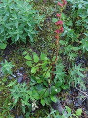 Leptarrhena pyrolifolia