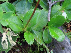 Leptarrhena pyrolifolia