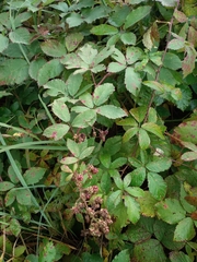 Rubus procerus