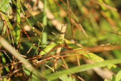 Conocephalus dorsalis