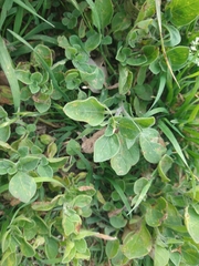 Salpichroa origanifolia