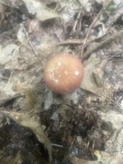 Stropharia rugosoannulata