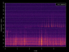 Pipistrellus pygmaeus