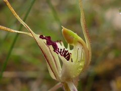 Caladenia parva
