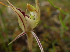 Caladenia parva