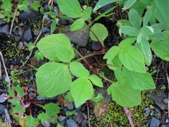 Valeriana sitchensis