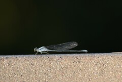 Argia moesta