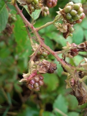 Rubus procerus