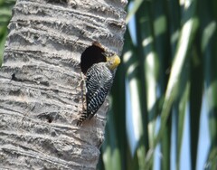 Melanerpes chrysogenys