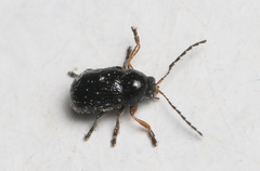 Cryptocephalus labiatus