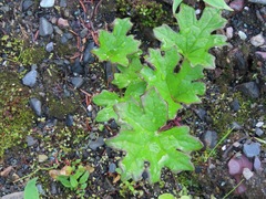 Petasites frigidus