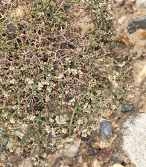 Eriogonum heermannii