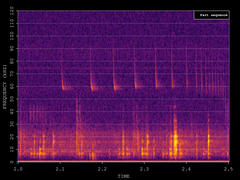 Pipistrellus pygmaeus