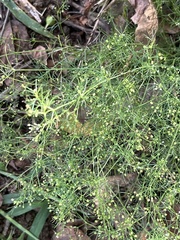 Cyclospermum