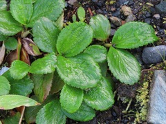 Leptarrhena pyrolifolia