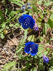 Phacelia campanularia