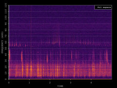 Pipistrellus pygmaeus