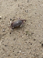 Metacarcinus gracilis