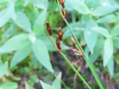 Juncus arcticus