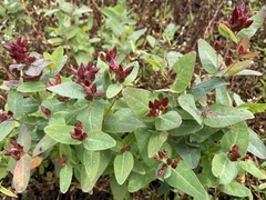 Hypericum virginicum