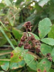 Rubus procerus