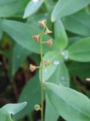 Pectiantia pentandra