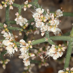 Eriogonum heermannii