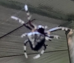 Araneus bicentenarius