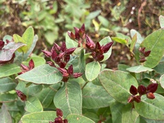 Hypericum virginicum