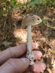 Amanita rhacopus
