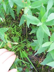 Pectiantia pentandra