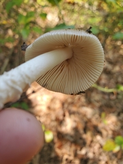 Amanita rhacopus