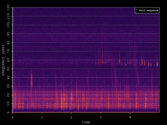 Pipistrellus pygmaeus