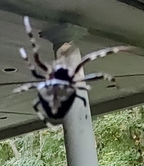 Araneus bicentenarius
