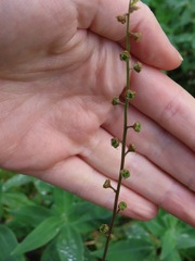 Pectiantia pentandra