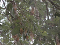 Philenoptera violacea