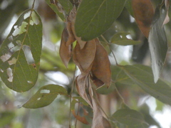 Philenoptera violacea