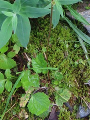 Pectiantia pentandra