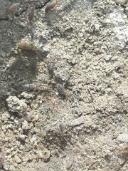 Entomobrya unostrigata