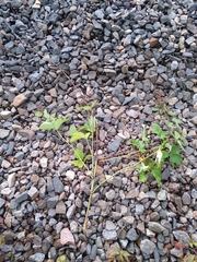 Rubus procerus