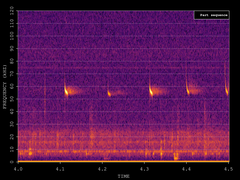 Pipistrellus pygmaeus