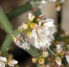 Eriogonum heermannii