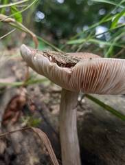 Pluteus cervinus
