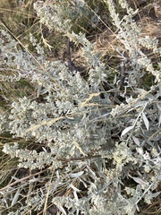Artemisia cana