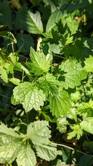 Leonurus cardiaca